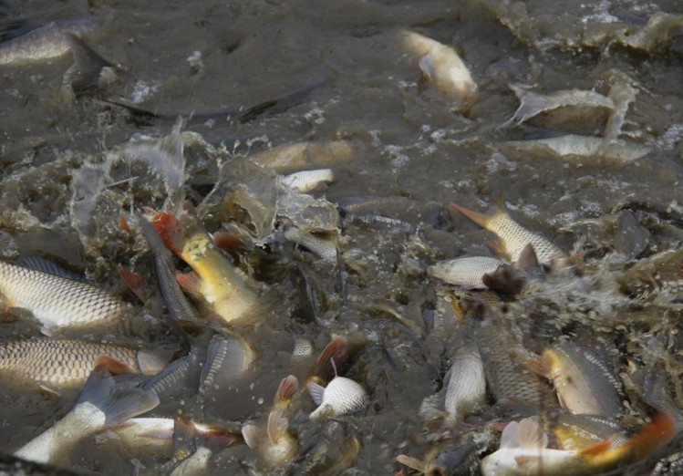  養殖業的溶氧知識