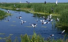  用人工技術保護長江生物多樣性