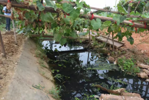 長(zhǎng)沙市后湖：徹底消除黑臭，實(shí)現(xiàn)“長(zhǎng)治久清”